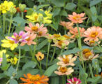 Zinnia 'assorted' 1 GAL
