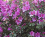Azalea Indica 'Formosa' - 3 GAL