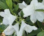 Azalea Indica 'G.G. Gerbing' - 3 GAL