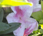 Azalea Indica 'George L. Tabor' - 3 GAL