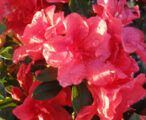 Azalea Rutherford 'Red Ruffle' - 3 GAL