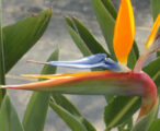 Bird of Paradise
