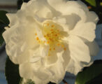 Camellia Sasanqua