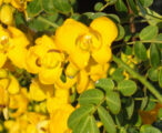 Cassia