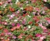 Annuals and Perennials