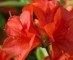 AZALEAS