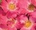 Drift Roses