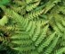 Ferns