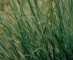 Grasses