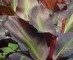 Herbaceous Perennials