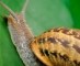 Insecticides