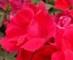 Knock Out Roses