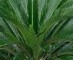 Palms