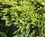 Cryptomeria