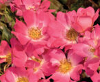 Rose Drift Pink &trade; PPAF - 3 GAL