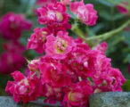 Rose Drift Red &trade; PPAF - 3 GAL