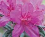 Azalea Encore Autumn Amethyst ™ PP#10567 - 1 GAL