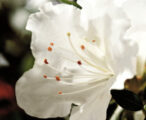 Azalea Encore Autumn Angel ™ PP#15227 - 1 GAL