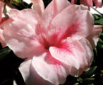 Azalea Encore Autumn Belle ™ PP#19899 - 1 GAL