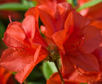 Azalea Encore Autumn Bravo ™PP#11628 - 1 GAL