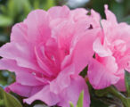 Azalea Encore Autumn Carnation ™PP#15339 - 1 GAL