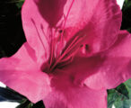 Azalea Encore Autumn Carnival ™PP#12111 - 1 GAL