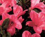 Azalea Encore Autumn Cheer ™PP#10579 - 1 GAL