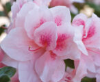 Azalea Encore Autumn Chiffon ™PP#15862 - 1 GAL
