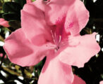 Azalea Encore Autumn Debutante ™PP#16278 - 1 GAL