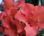 Azalea Encore Autumn Embers ™PP#10581 - 1 GAL