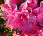Azalea Encore Autumn Empress ™PP#12109 - 1 GAL