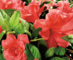 Azalea Encore Autumn Monarch ™PP#11640 - 1 GAL
