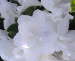 Azalea Encore Autumn Moonlight ™PP#18416 - 1 GAL