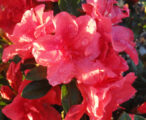 Azalea Encore Autumn Princess ™PP#12142 - 1 GAL
