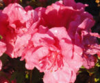 Azalea Encore Autumn Rouge ™PP#10438 - 1 GAL