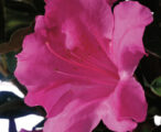 Azalea Encore Autumn Royalty ™PP#10580 - 1 GAL