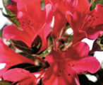 Azalea Encore Autumn Ruby ™PP#12110 - 1 GAL