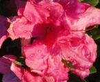 Azalea Encore Autumn Sangria ™PP#15077 - 1 GAL