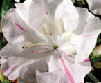 Azalea Encore Autumn Starlite ™PP#15043 - 1 GAL