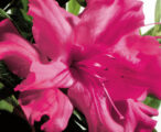 Azalea Encore Autumn Sundance ™PP#16184 - 1 GAL