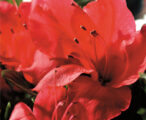 Azalea Encore Autumn Sunset ™PP#16248 - 1 GAL