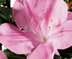 Azalea Encore Autumn Sweetheart ™PP#16249 - 1 GAL