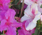 Azalea Encore Autumn Twist ™PP#12133 - 1 GAL