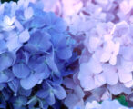 Endless Summer