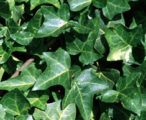 Ivy English  