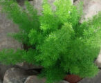 Fern Foxtail 1 GAL
