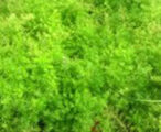 Fern Sprengeri 1 GAL