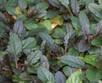 Ajuga 'Bronze Beauty'