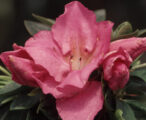 Azalea Satsuki 'Amagasa' - 3 GAL
