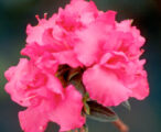 Azalea Rutherford 'Pink Ruffle' - 3 GAL